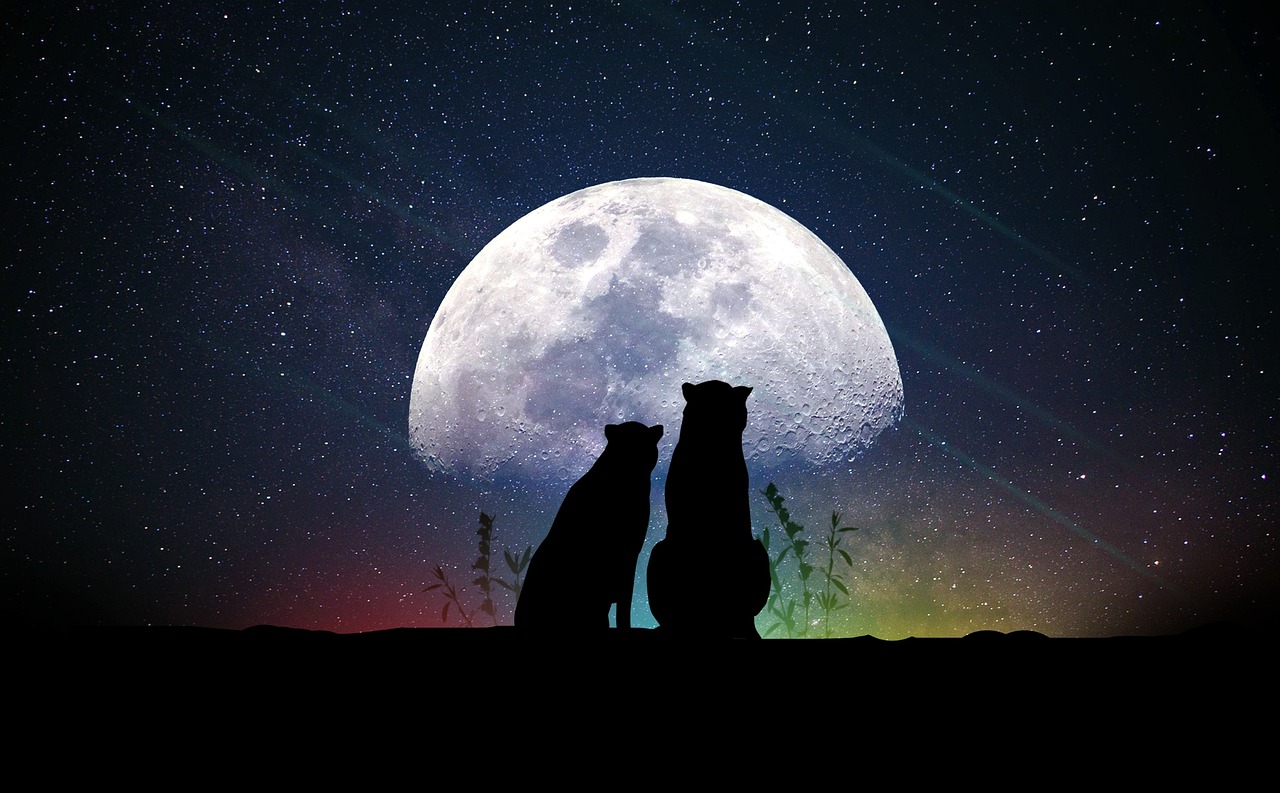 参明星，闪耀背后的故事与光芒探索